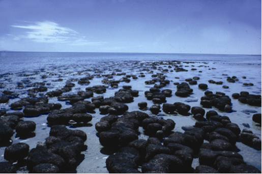 Stromatolites in the hypersaline Hamelin Pool, Shark Bay, Western Australia. Photo: Ken McNamara